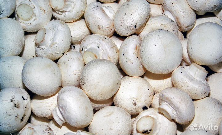 Комплект для выращивания шампиньонов