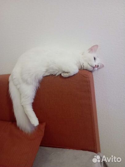 Кошка для съёмок