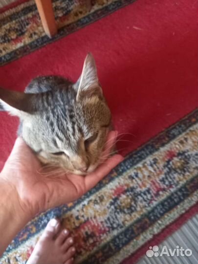 Кошка в дар бесплатно