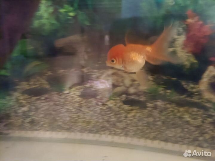 Золотая рыбка