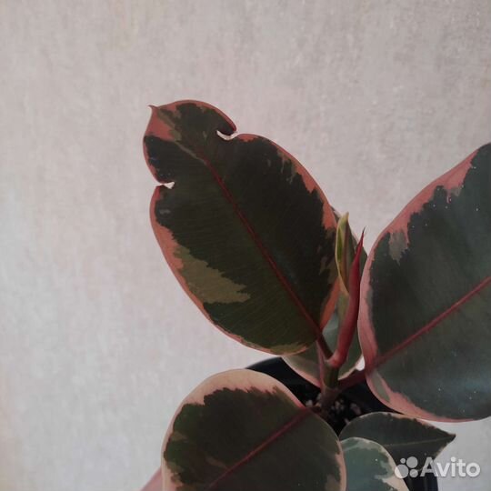 Фикус каучуконосный пестрый