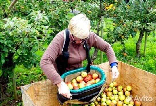 Сборщик яблок вахта