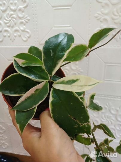 Хойя карноза квин кримсон