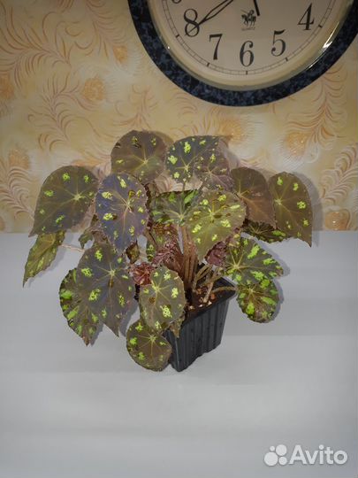 Бегония тигровая