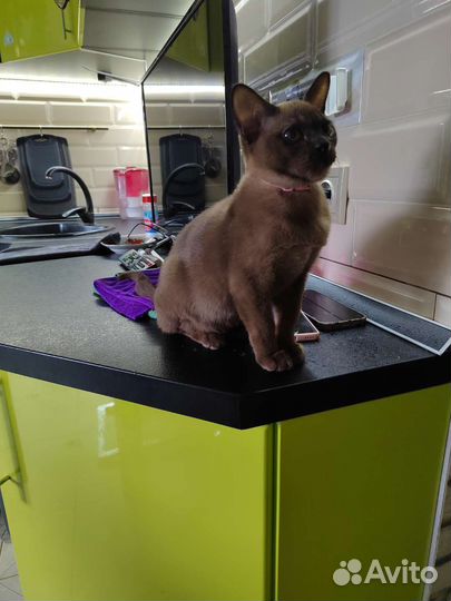 Бурманские котята