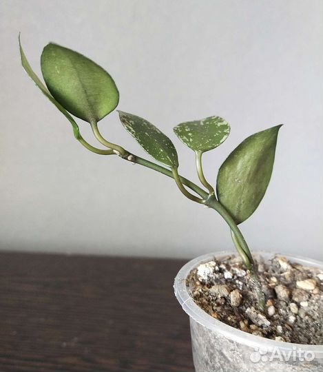 Хойи разные