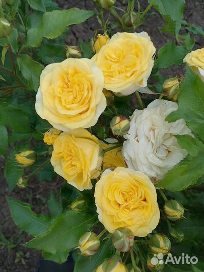 Саженцы роз