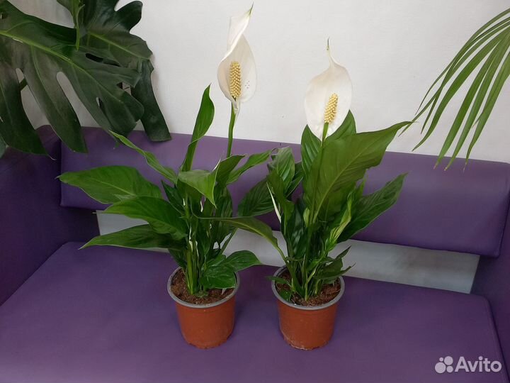 Комнатные растения