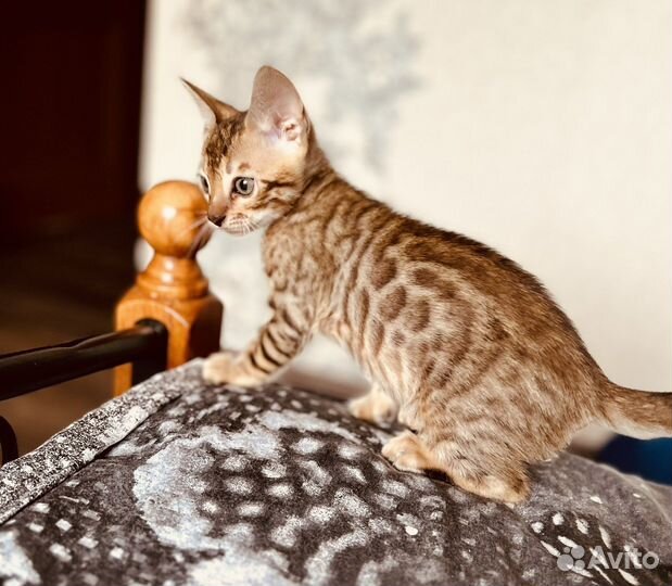 Бенгальский котенок