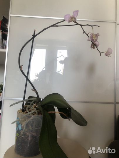 Орхидея фаленопсис