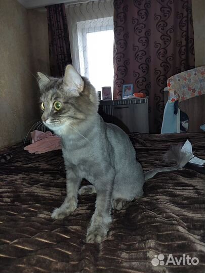 Кошка в дар бесплатно