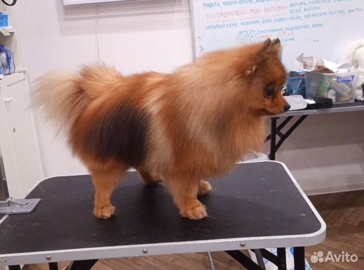 Помощник Грумера с Опытом