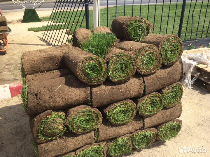 Устройство рулонного газона