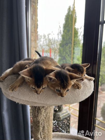 Абессинские котята