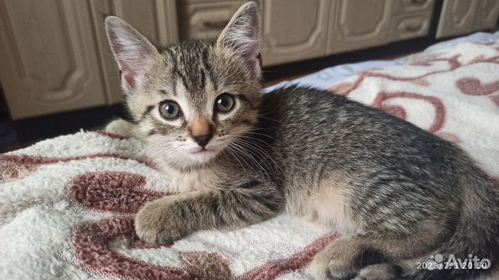 Котенок мальчик бесплатно