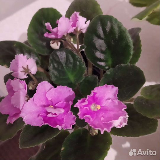 Цветы комнатные