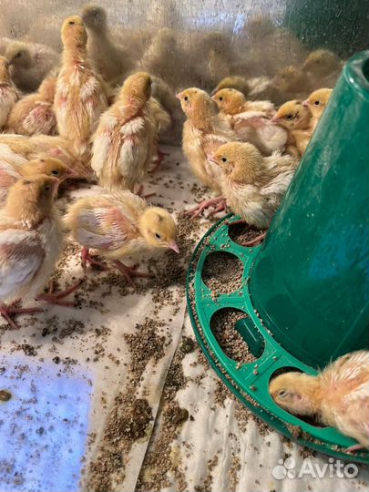 Перепела птенец