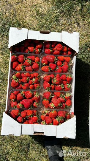 Свежая клубника С доставкой или С места