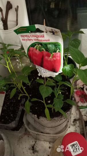 Рассада помидор и перцев