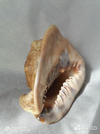 Морская раковина 18 см