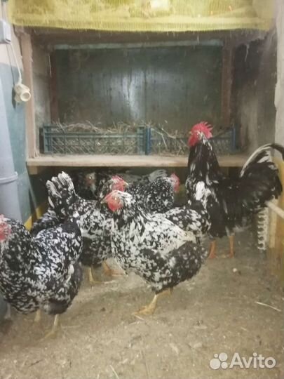 Куры Австролорп, яйцо инкубационное