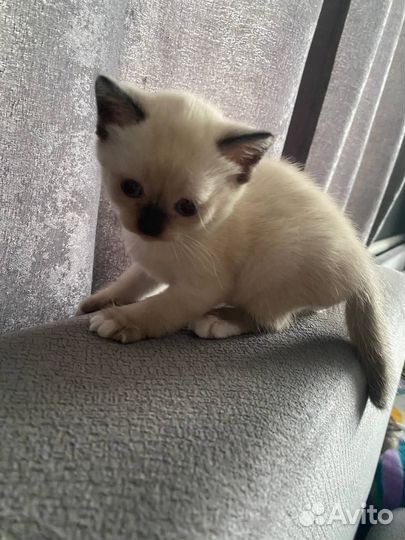 Сиамские котята