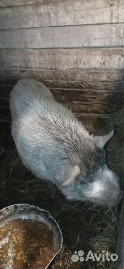 Продам хряка,породы Кармал