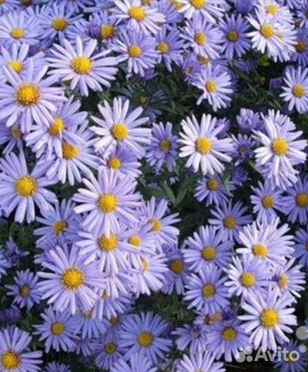 Сентябрики