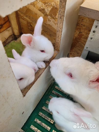 Крольчата панон