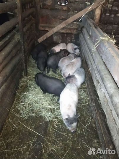 Вьетнамский хряк