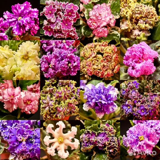 Фиалки детки/ стартеры/ цветущие