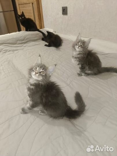 Котята мейн-кун