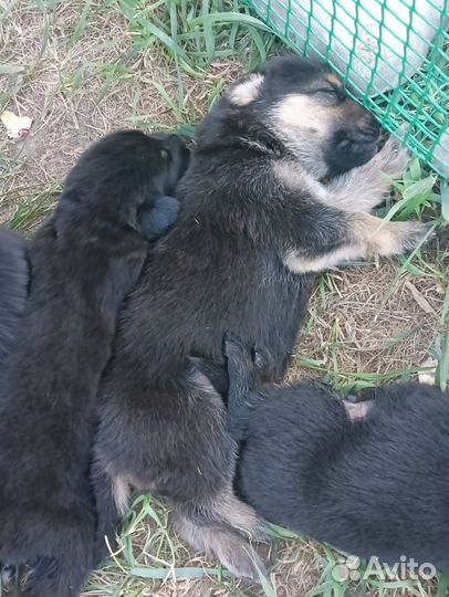 Чистокровные щенки немецкой овчарки