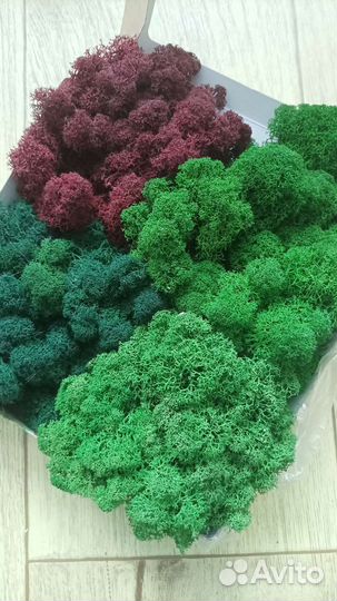 Мох Ягель Кочка стабилизированный