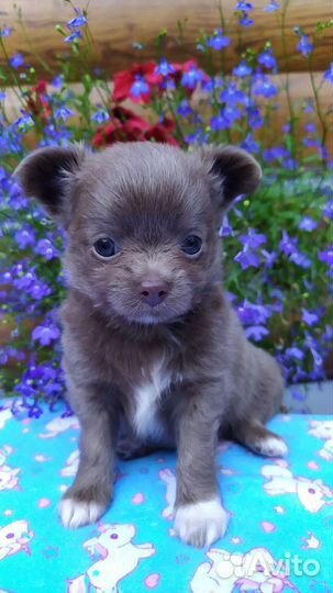 Лиловый красавчик