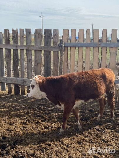 Тёлочка и быки на племя