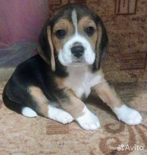 Щенки бигль