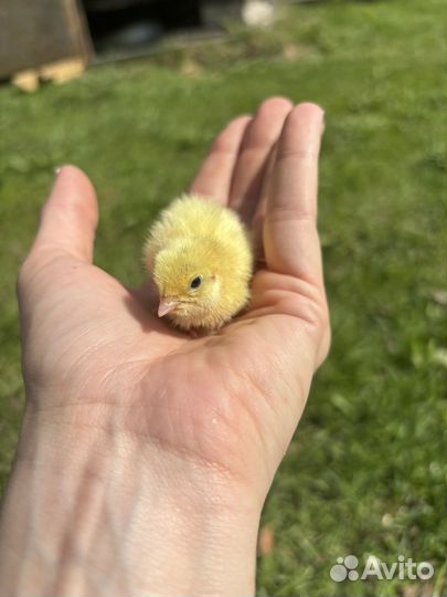 Перепелята селадон, техасский, белый гигант