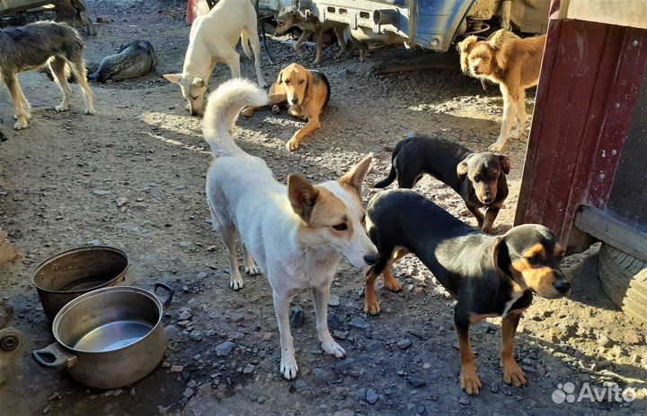 Дворняжки в добрые руки