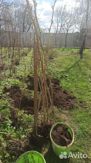 Саженцы Малина сортовая Усанка