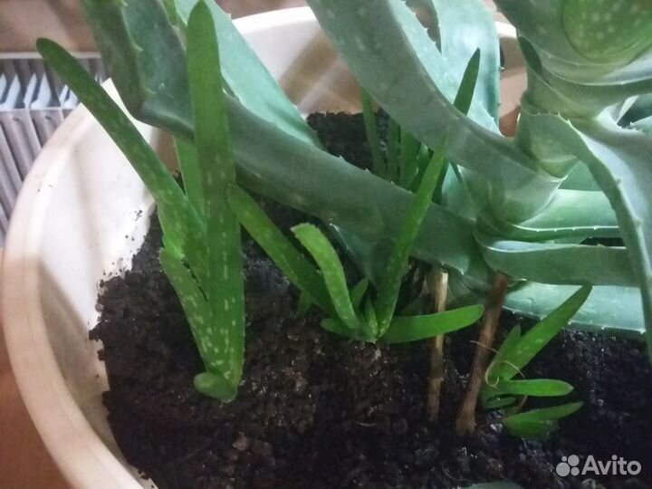 Алоэ вера, каланхоэ, золотой ус, индийский лук