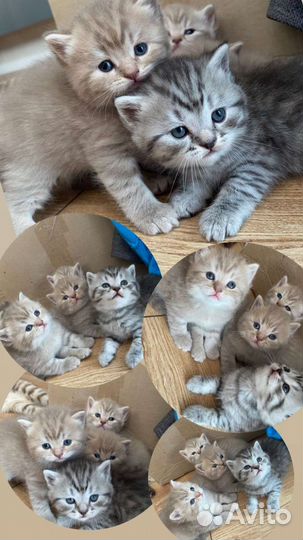 Британский кот вязка