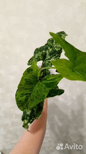 Сингониумы сортовые