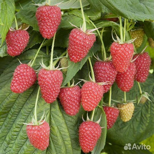 Саженцы малина Полана