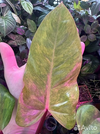 Филодендрон медуза