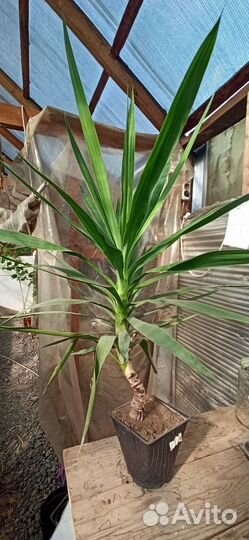 Пальма юкка