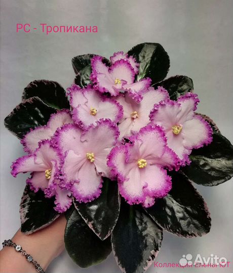 Сортовые фиалки свежесрезанный лист