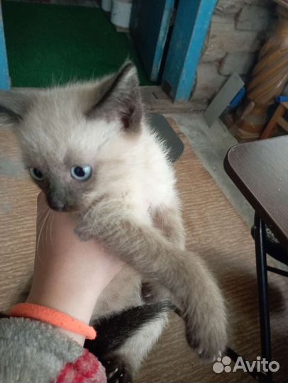 Сиамский кот