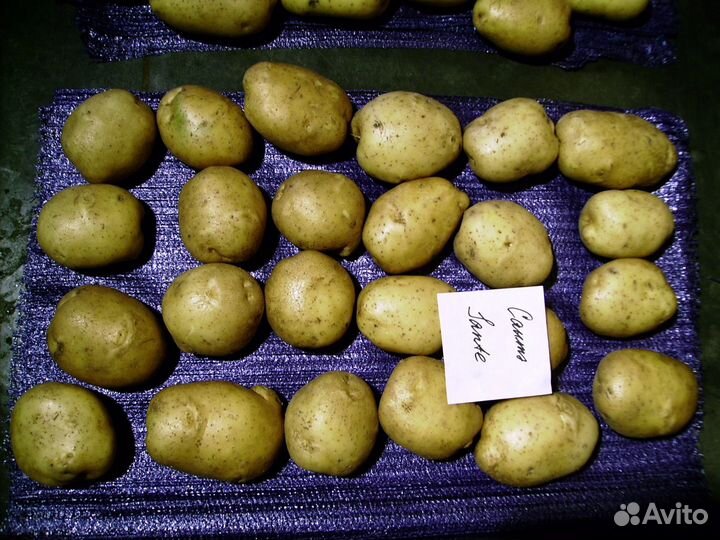 Семенной картофель розница и опт от производителя