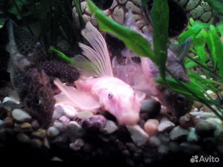 Аквариумные питомцы